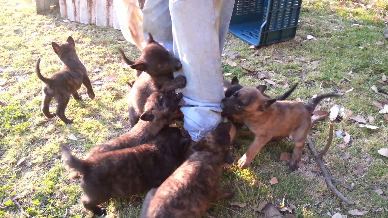 Cachorros pastor holandes mordiendo