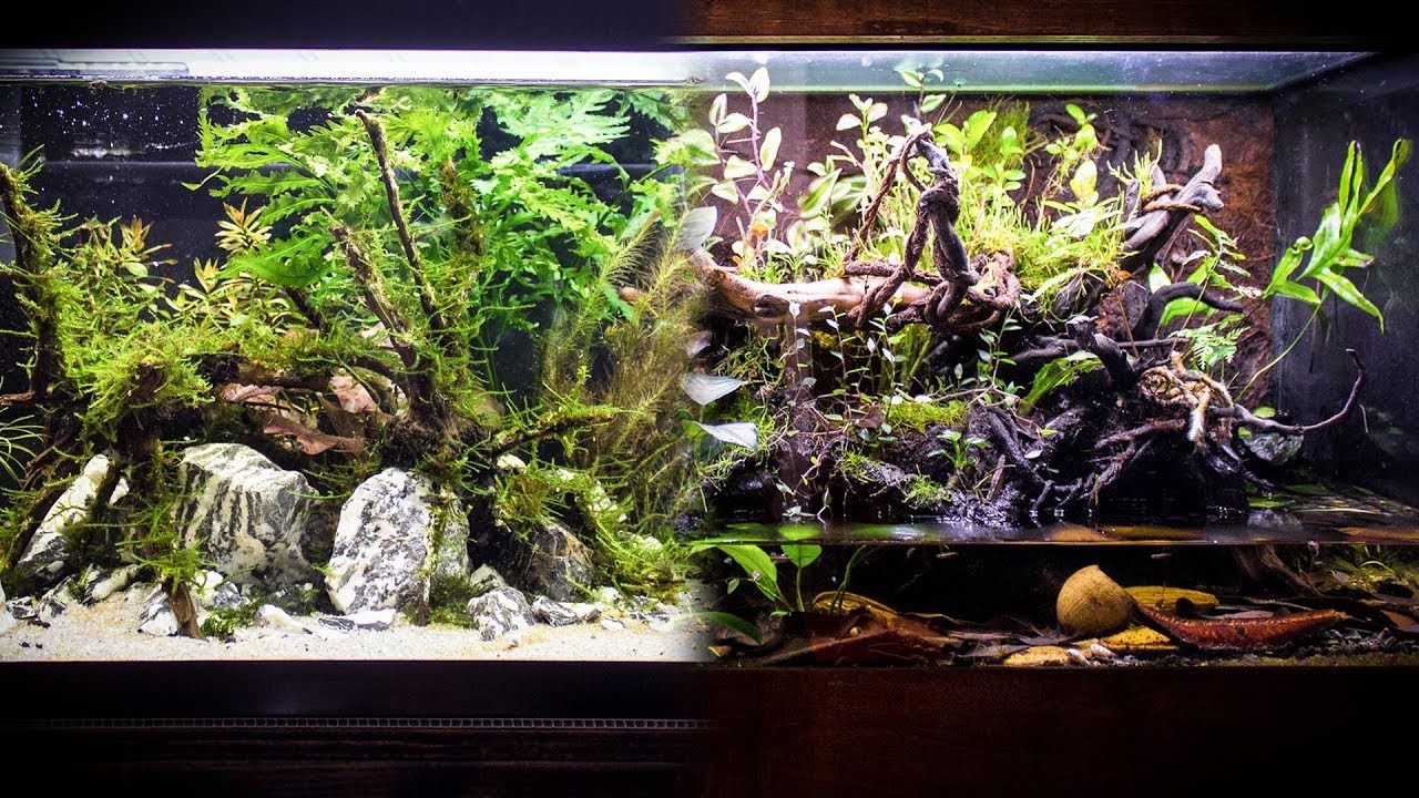 New Paludarium Fish & Blue Dream Shrimp