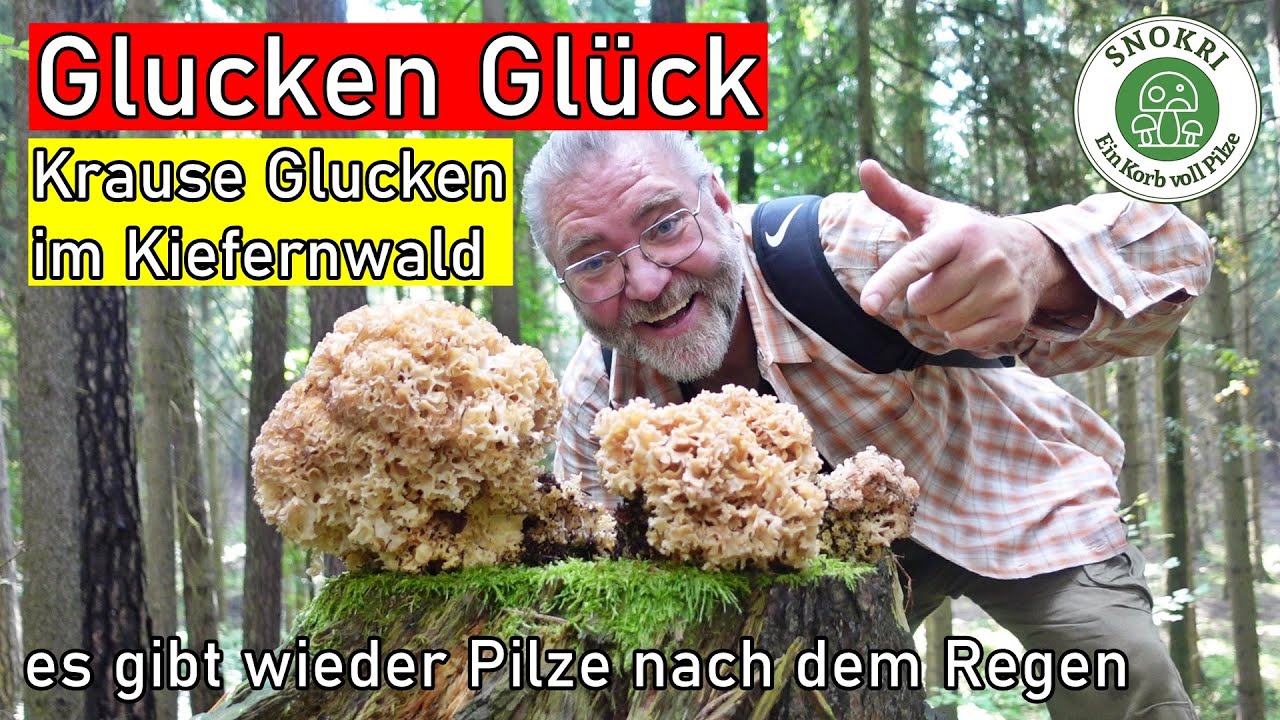 Glucken Glück - Mega Speise-Pilz im Kiefernwald - Die Krause Glucke