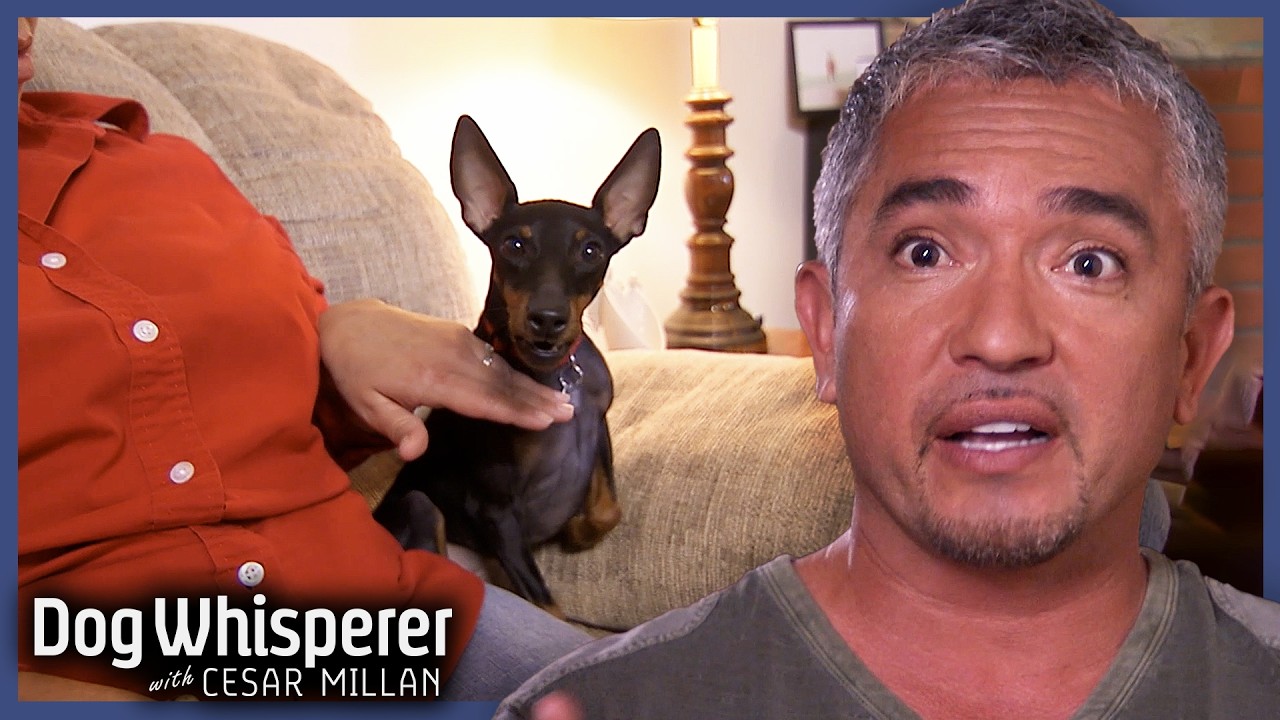 Dog Whisperer Season 7! | Binge 3 Hours Of Dog Whisperer With Cesar Millan