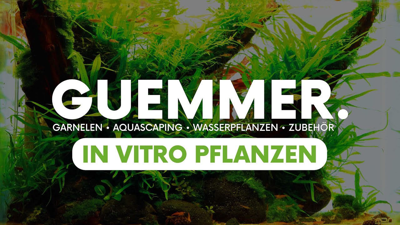 Was macht dein Aquarium wirklich lebendig? In-Vitro Pflanzen von Garnelen-Guemmer! 🌿