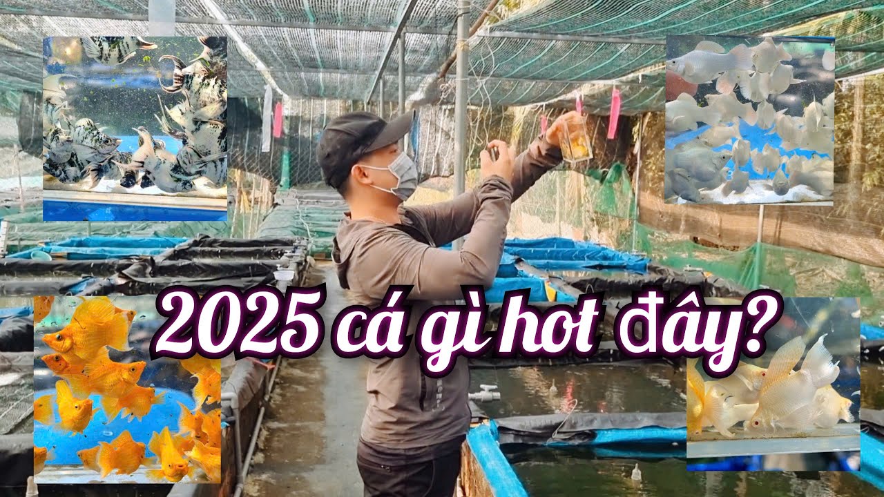ĐẦU NĂM 2025 - TRẠI HIẾU CÁ CẢNH BẬT MÍ CÁ DÒNG MOLLY HOT NHẤT!