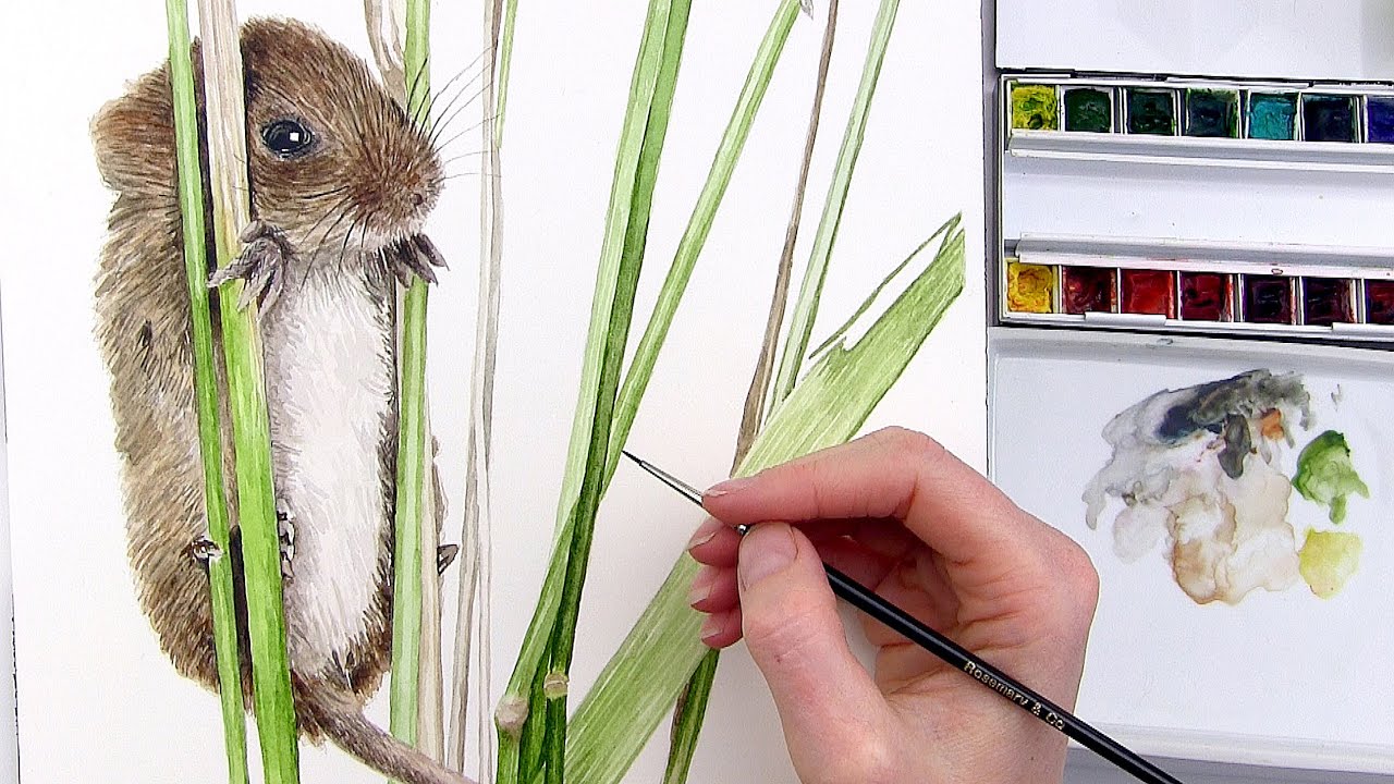 How to paint fur in watercolour
