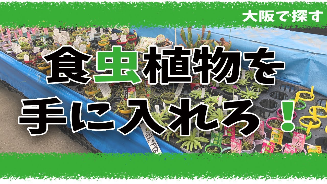 mission 食虫植物を手に入れろ。
