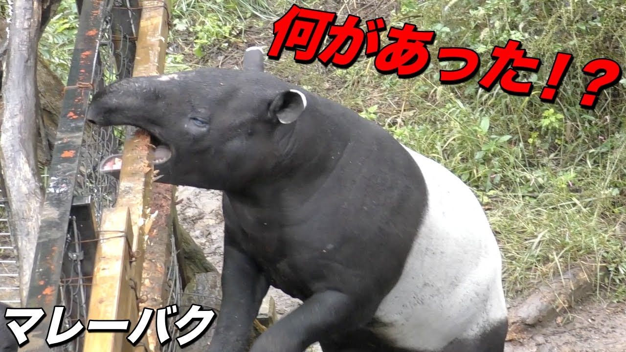 怒るマレーバク〜「バク」の鳴き声と「バク」という動物たちの紹介〜