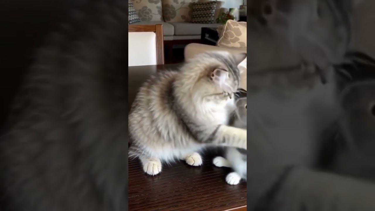 #catsola