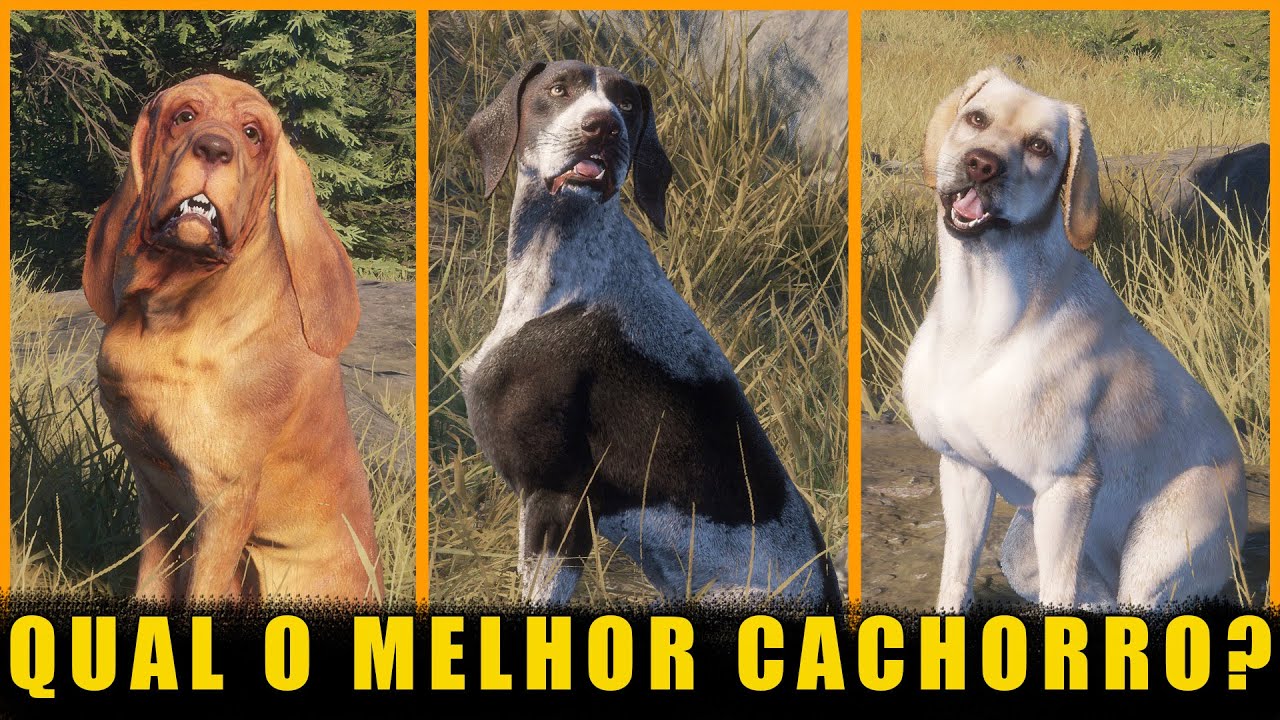 Qual é o Melhor CACHORRO para Você?