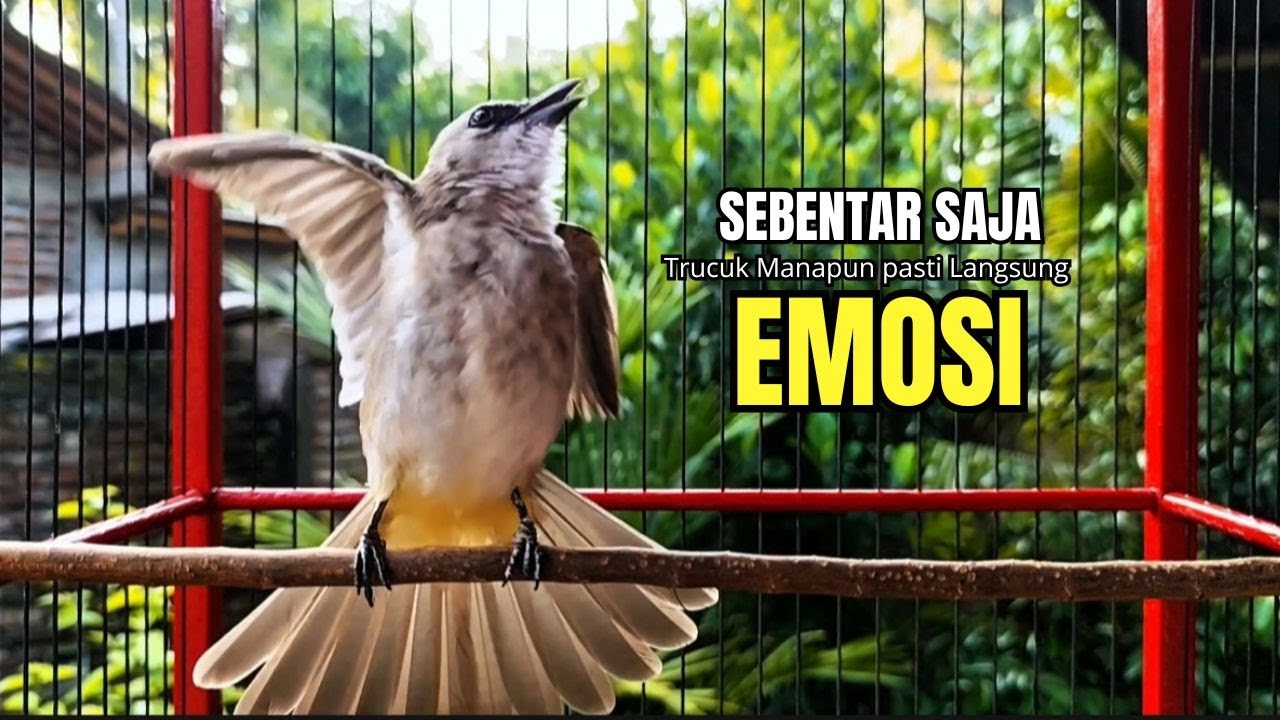 Suara Burung TRUCUKAN gacor TARUNG ROPEL PANJANG pancingan trucukan agar JADI trucuk gacor EMOSI