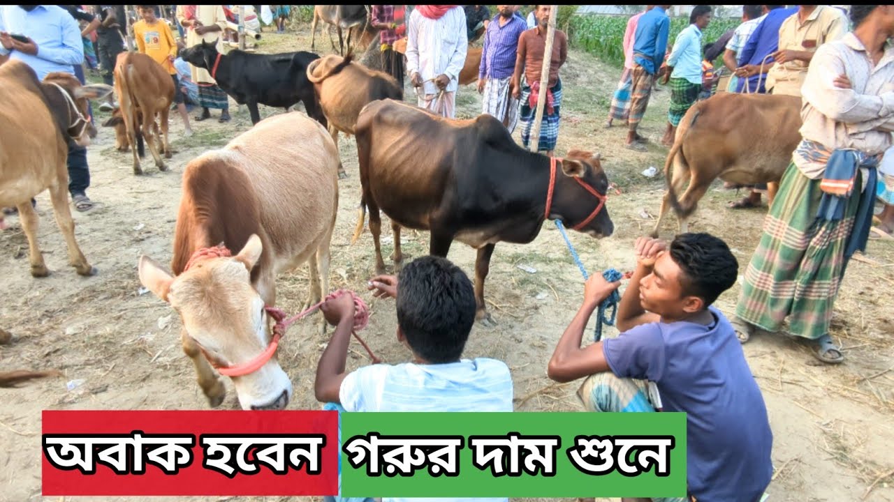 এই ঈদে কম দামে গরু কিনতে চাইলে চলে আসুন এই হাটে || অনেক জেলা থেকেই আসে এই হাটে গরু কিনতে ||