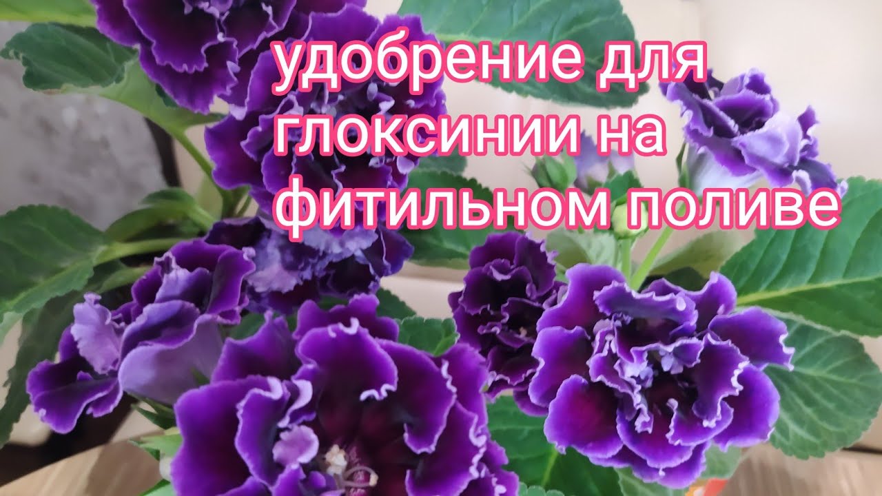 УДОБРЕНИЕ ДЛЯ ГЛОКСИНИИ НА ФИТИЛЬНОМ ПОЛИВЕ