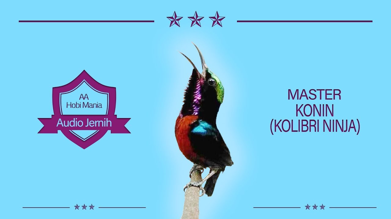 Master Dasyat Kolibri Ninja Bongkar Isian Full Tembakan