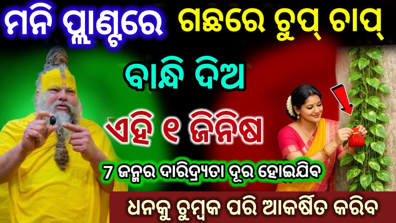 ମନି ପ୍ଲାଣ୍ଟ ରେ ଏହି ଜିନିଷ ବାନ୍ଧିବା ଦ୍ଵାରା ସହେ ଗୁଣା ବଢ଼ିବ ଧନ/vastu tips for money /maa laxmi