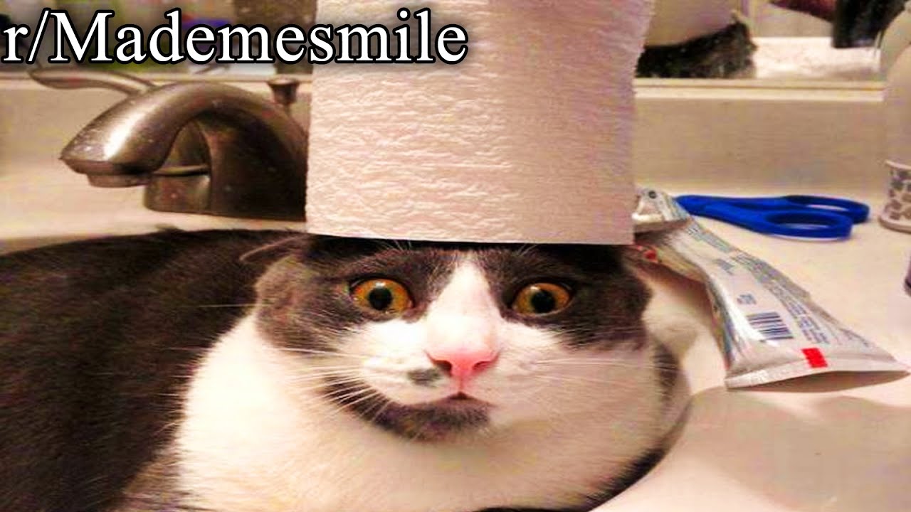 r/Mademesmile | нажмите, чтобы мгновенно сказать «ах, как мило»