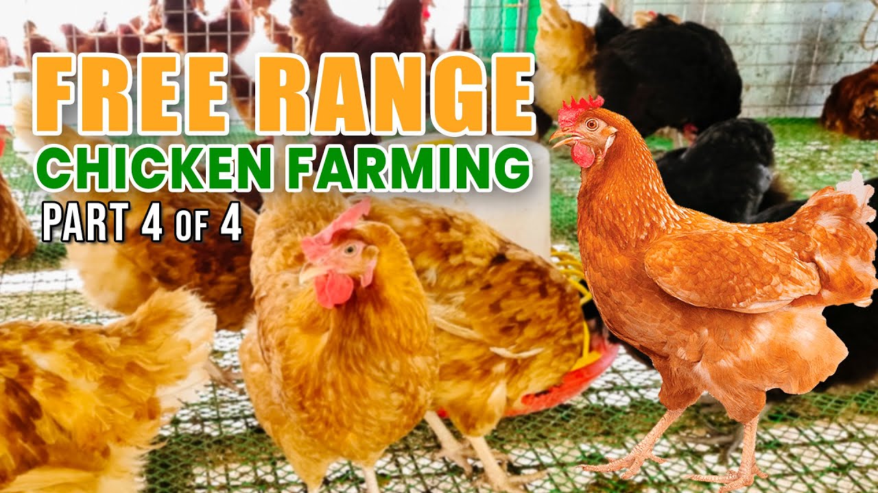 BEST FREE RANGE CHICKEN FARMING: FORMER OFW SHARES HIS PASSION AND IDEAS IN CHICKEN FARMING (4/4)