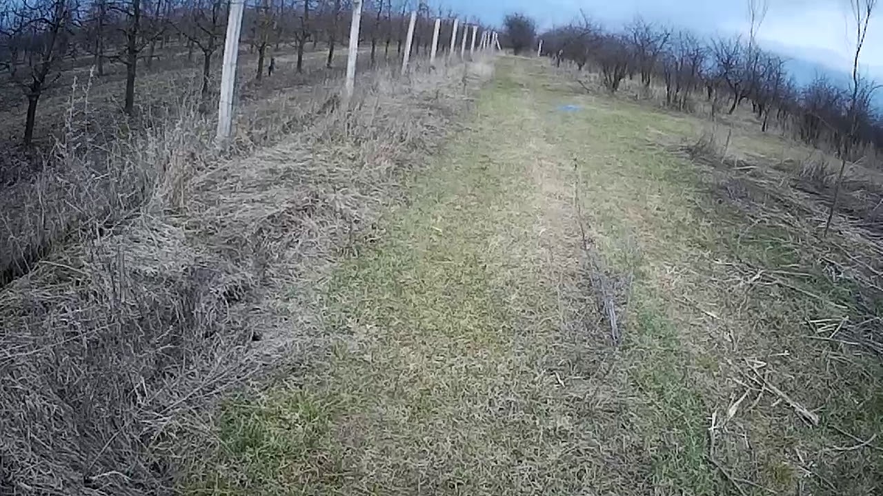 Szilva ültetés kész.