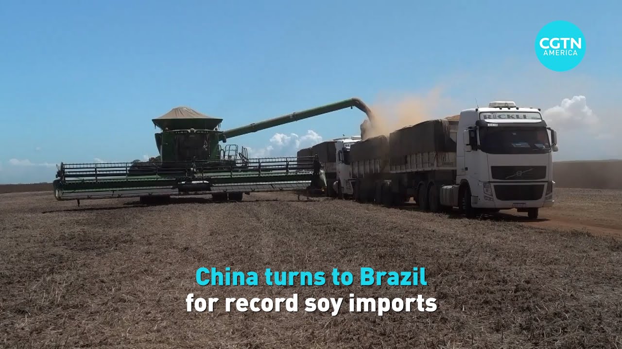 China turns to Brazil for record soy imports