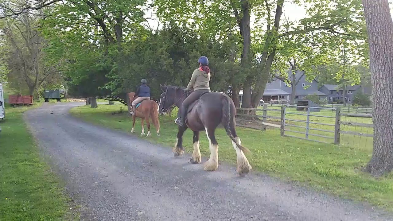 Clydesdale (Equus Caballus) Stroll