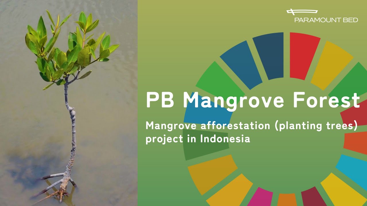 PB Mangrove Forest | PARAMOUNT BED