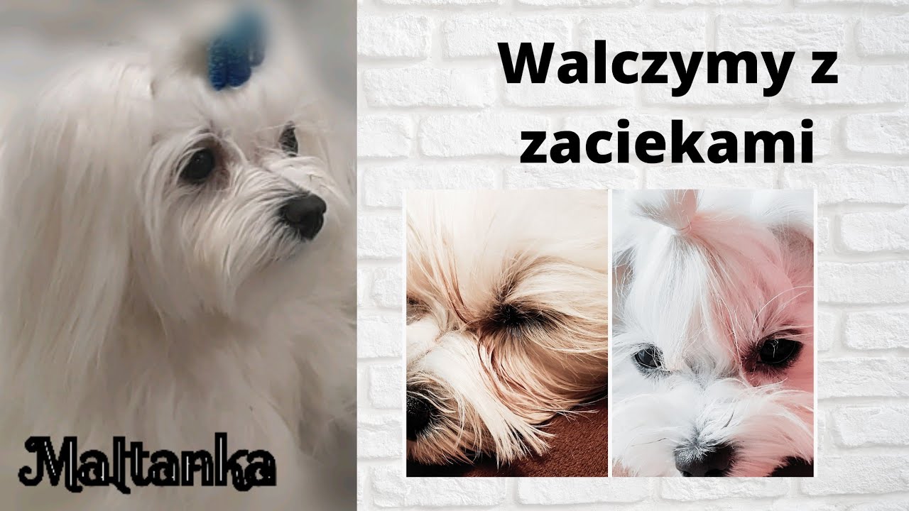 Walczymy z zaciekami