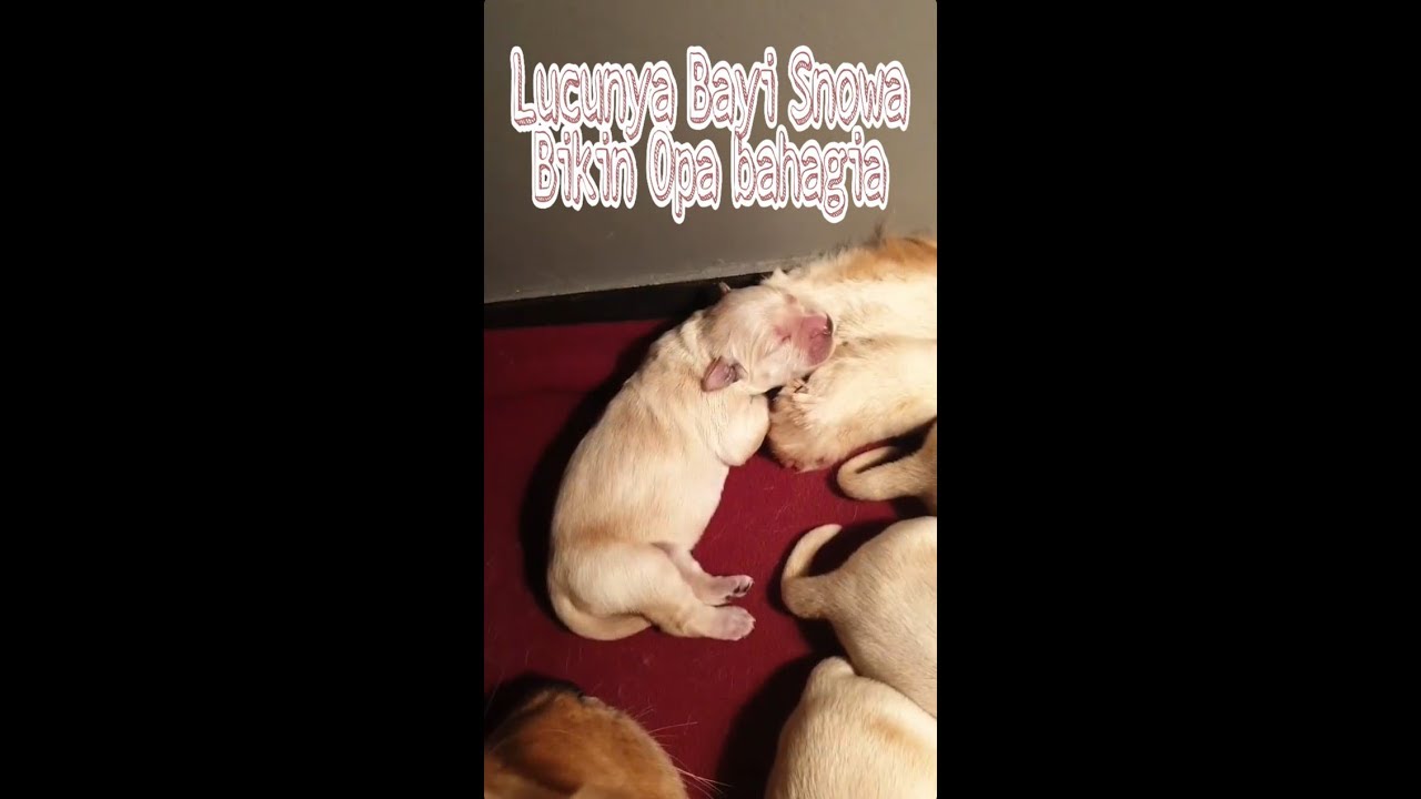 Snowa Babies | The Golden Babies | Snowee Snowa The Golden | The Golden Family | Golden Retriver