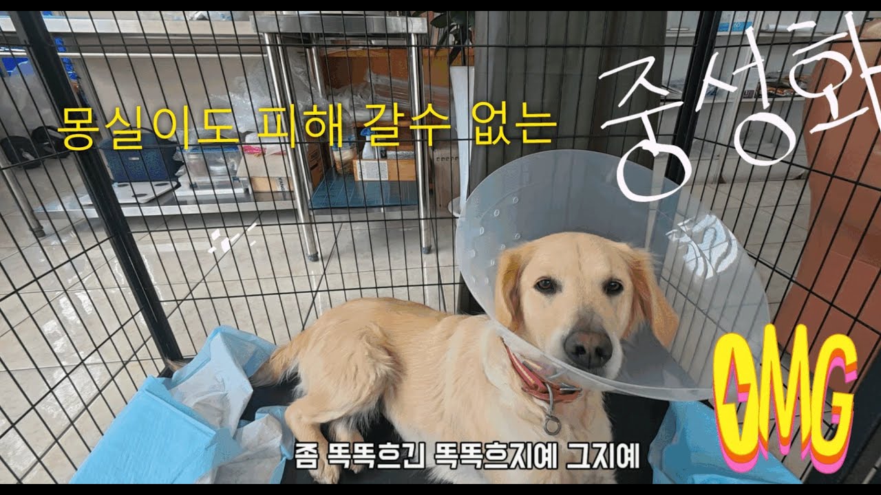 동네 똥개로 부터의 해방~중성화수술