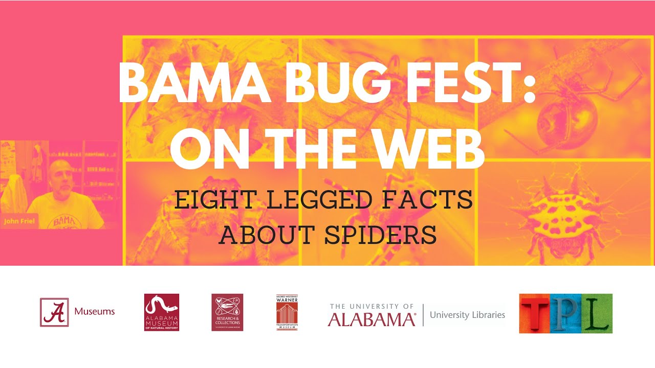 Bama Bug Fest: On the Web - Eight Legged Facts about Spiders