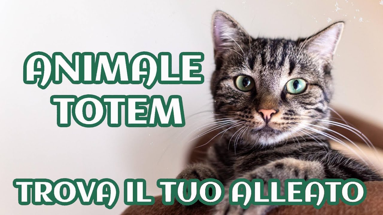 Animale guida: 3 step per trovarlo e ricorrere al suo aiuto
