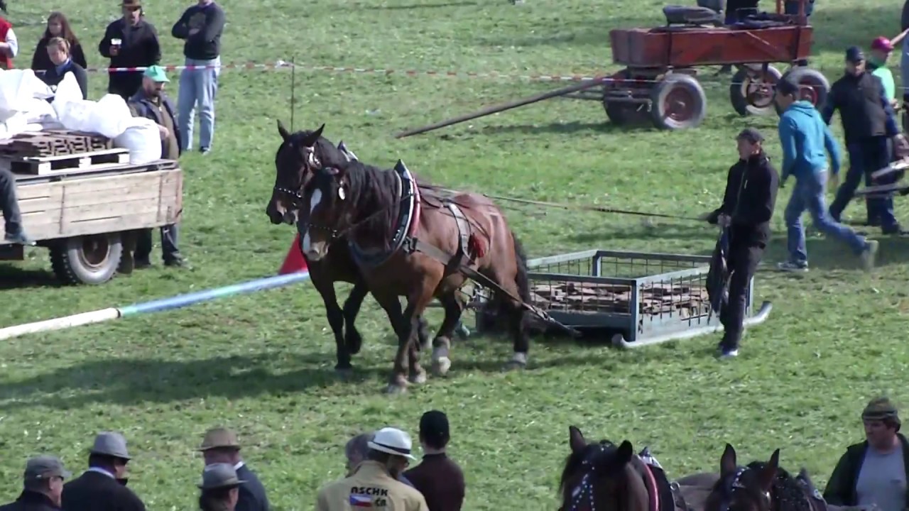 Těžký tah - dvojspřeží - Video záznamy z MČR chladnokrevných koní 2017