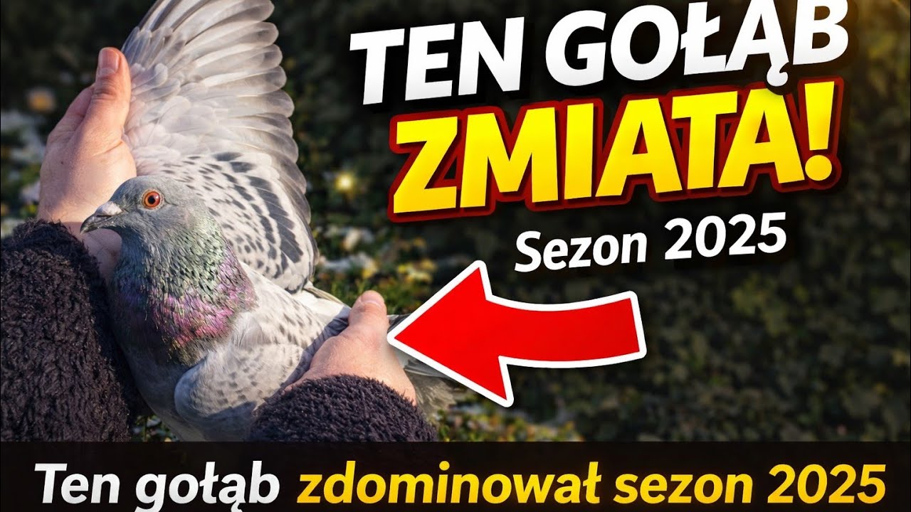 Najlepsze Lotniki Sezonu 2025 🏆 Oraz omówienie najlepszego gołębia rozpłodowego w hodowli NL-691 🕊