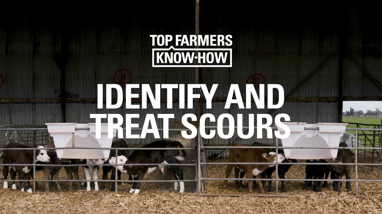 CALF-HEALTH SERIES: IDENTIFY AND TREAT SCOURS