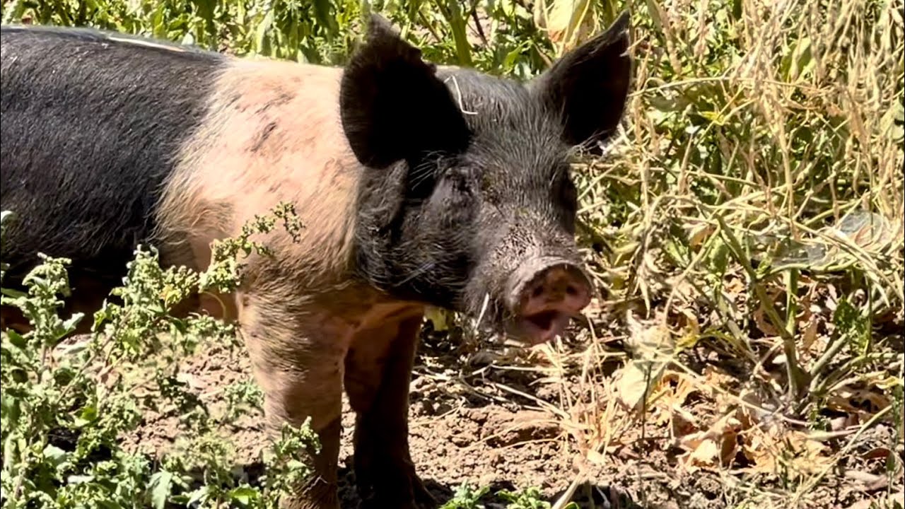 New Digs for the Pigs