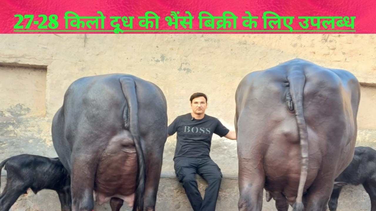 एक से बढ़कर एक भैंस बिक्री के लिए उपलब्ध🤗 रणदीप मलिक डेरी फार्म जींद