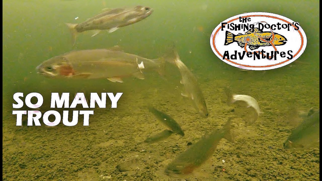 Amazing Underwater Rainbow Trout on Slender Spoon