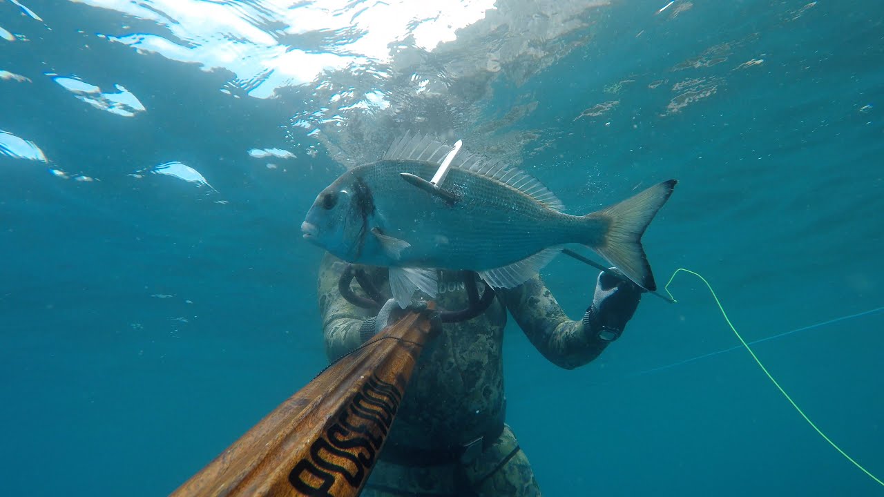 Un'orata in Mezzo Alle Meduse 4k UHD