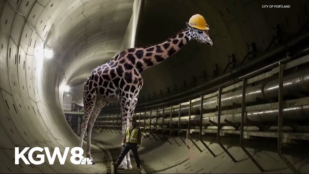 Портлендский «Большой трубопровод» снова заполнен на 100% — с атмосферной рекой.