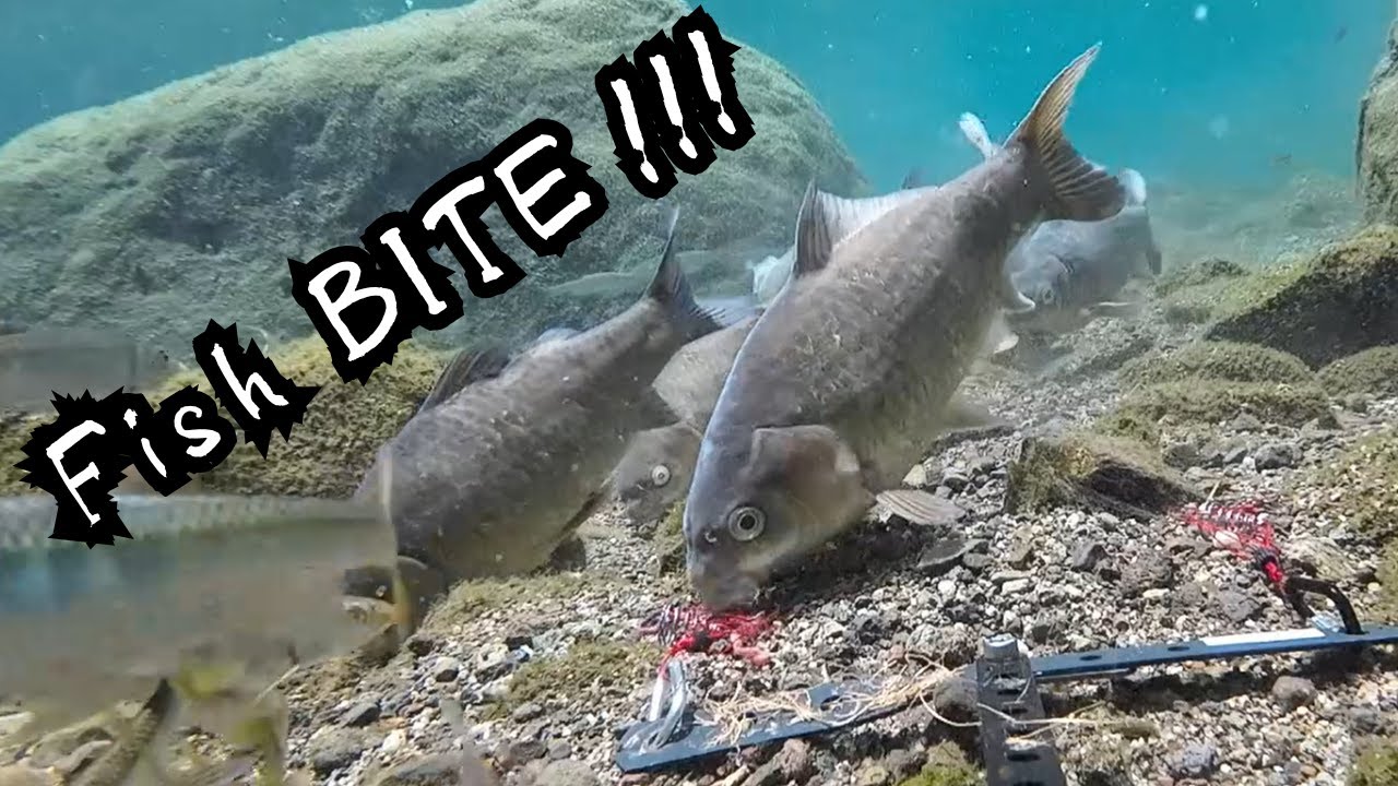 Crystal Clear River Fishing – Underwater Carp Strikes!