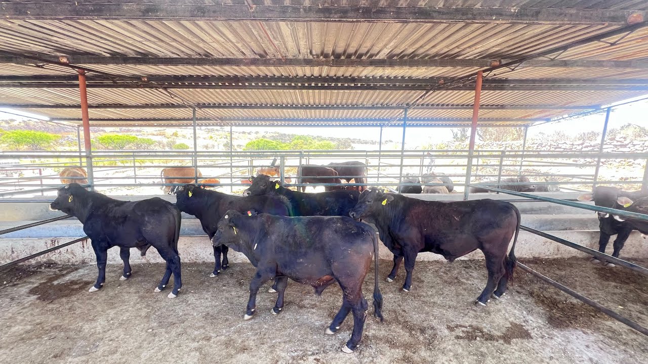 ¡Compre 10 becerros listos para llenar!