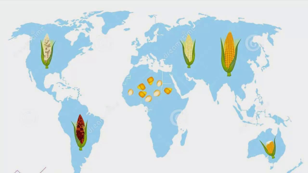 History of the Corn Exchanges