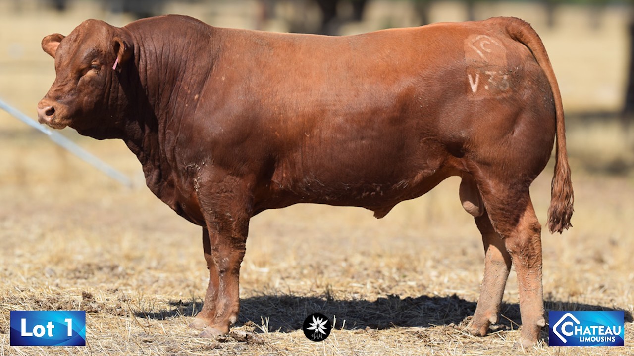LOT 01 - JWMPV33