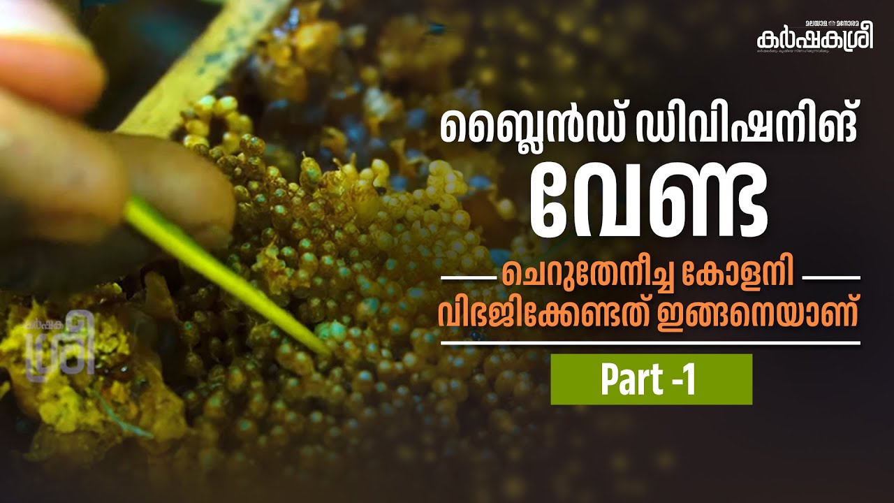 ബ്ലൈൻഡ് ഡിവിഷനിങ് വേണ്ട, ചെറുതേനീച്ച കോളനി വിഭജിക്കേണ്ടത് ഇങ്ങനെയാണ് | Part -1 | Karshakasree