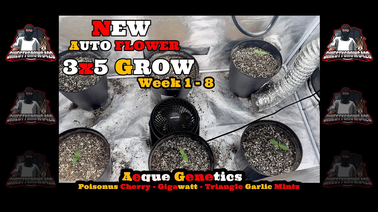 Seed to Harvest-Weeks 1-8 -AequeGenetics- PoisonusCherry-Gigawatt-GralicMintz- AutoFlower Grow Pt 1.