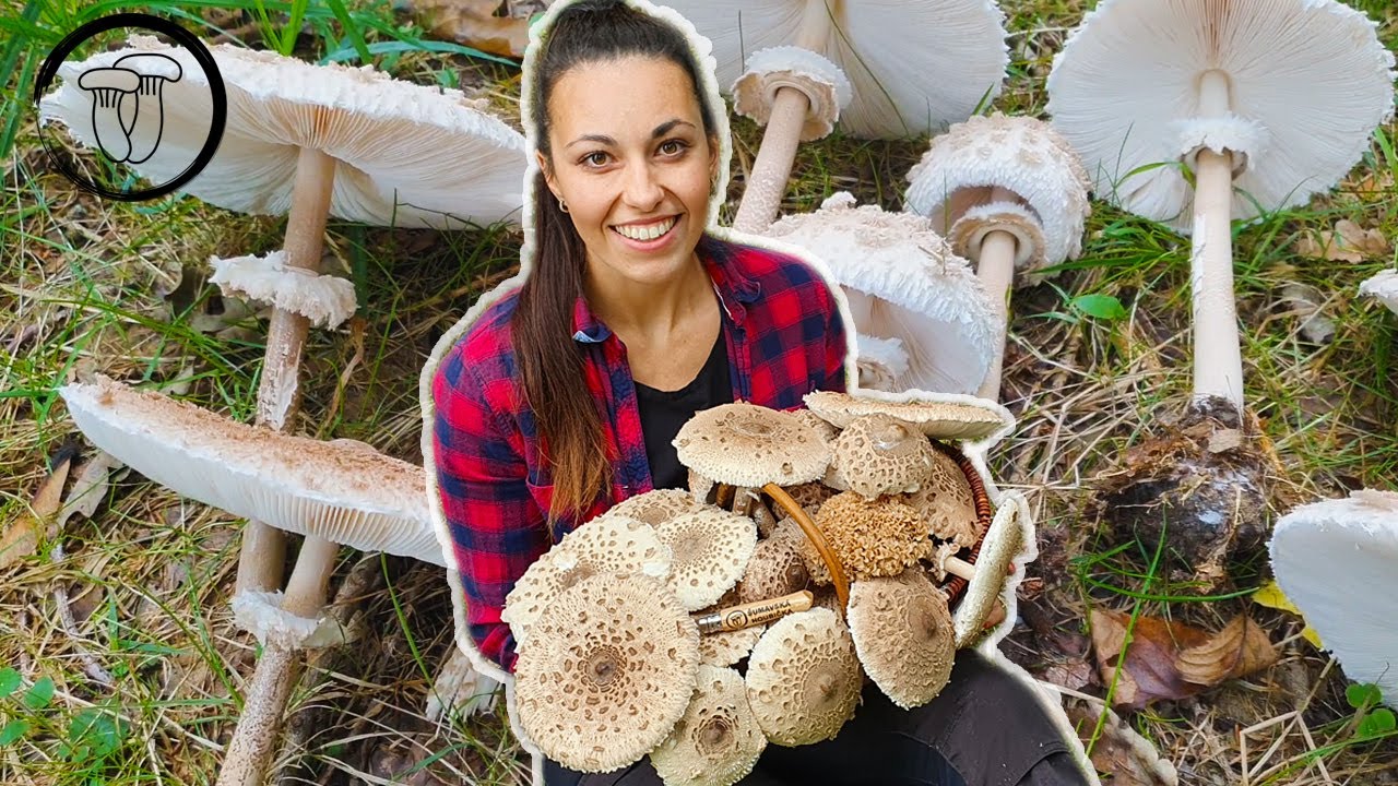 Šumava je plná těchto hub! Neuvěřitelný nález bedly vysoké.