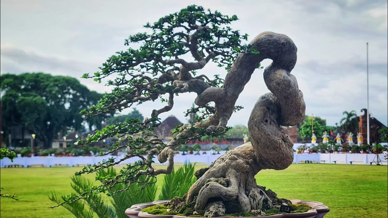 Kumpulan inspirasi bonsai prospek 