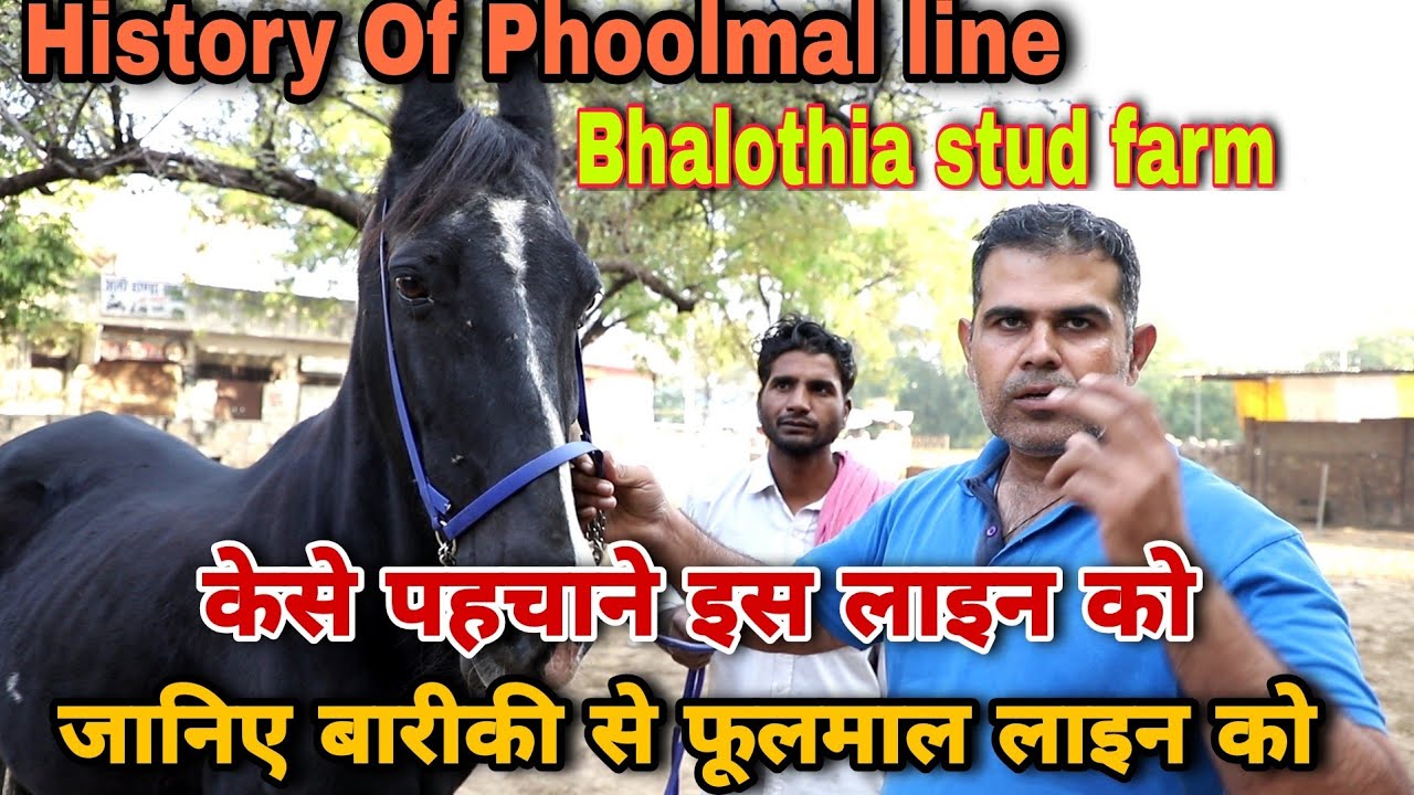 फूलमाल लाइन का अस्तित्व,कैसे पहचाने फूलमाल लाइन की घोड़ी को | Bhalothia stud  farm | part 1