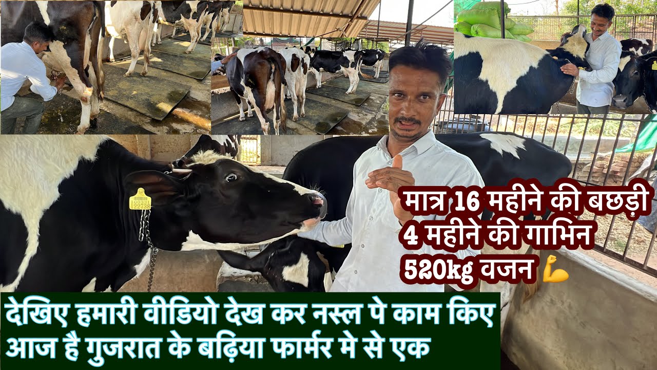 मात्र 16 महीने की बछड़ी 4 महीने की गाभिन 520kg वजन 💪#wwscalf#wwsheifer#ejjukibusinessideas