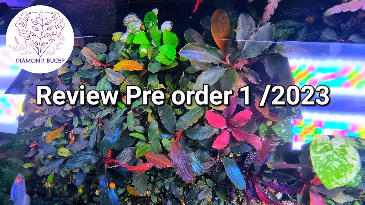 Review Bucephalandra rare item ครั้ง 1/2023 รีวิวบูเซปแรร์ไอเทมชุดแรกของปี 🌿🍀🍁