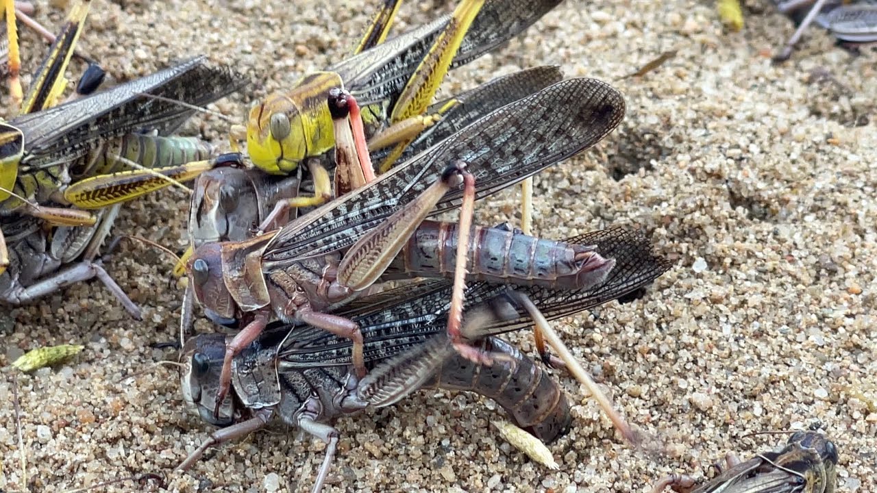 Grasshopper give new birth | Animal, Bird, Locust, #VikbolAny