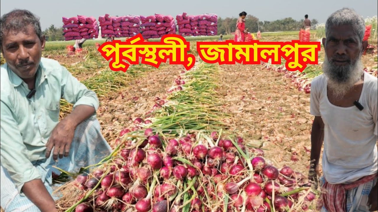 মাঠ থেকে উঠছে প্রাচুর সুখসাগর পেঁয়াজ | এখন কি দাম চলছে? কী বলছেন জেলার পেঁয়াজ চাষিরা |