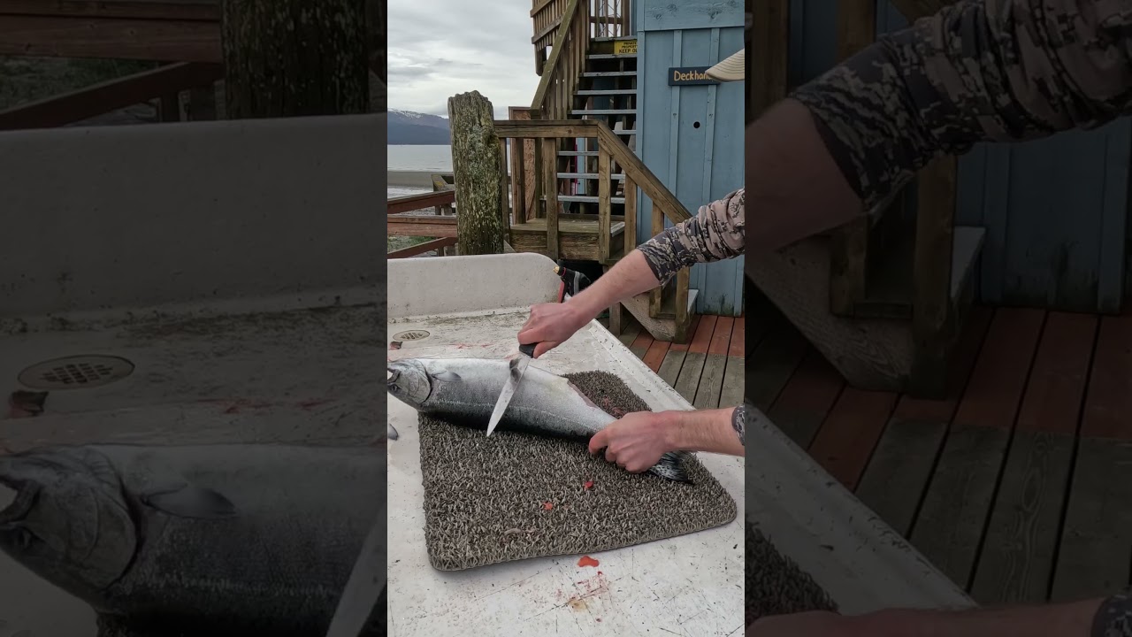 The White King: A Rare King Salmon
