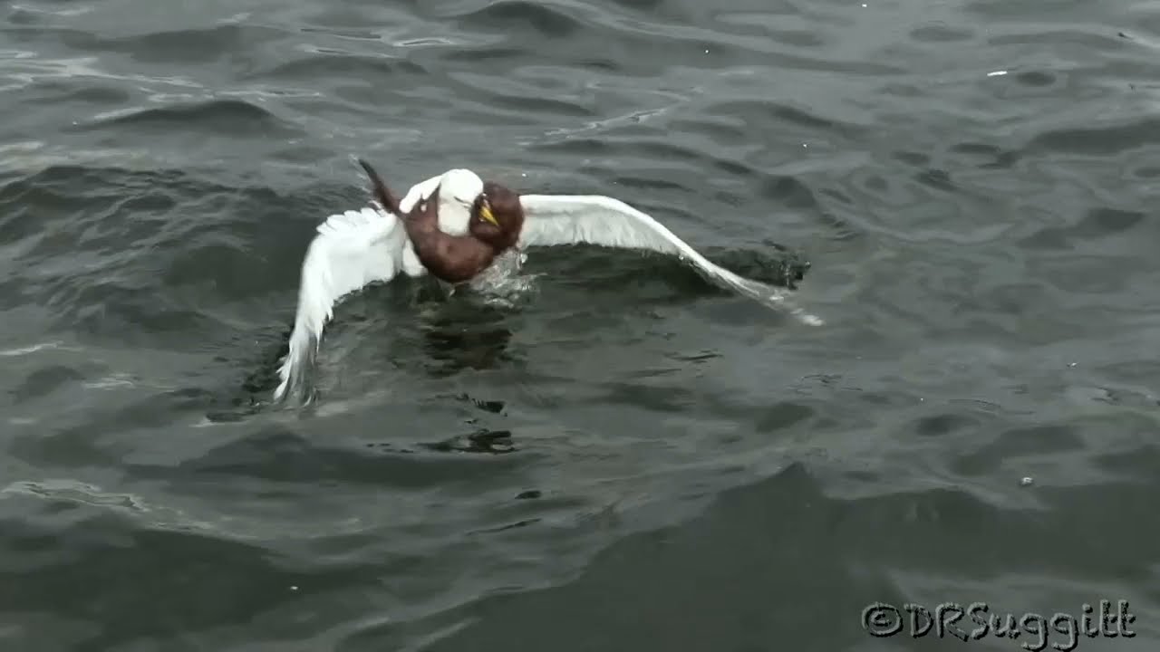 Weasel Vs Seagull
